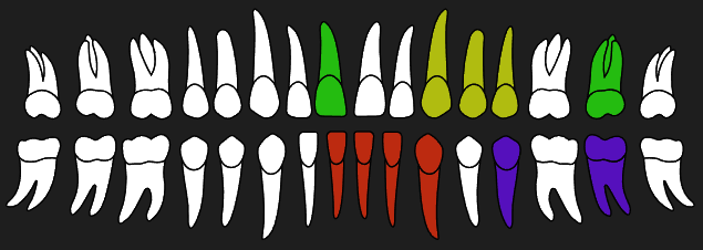 4Dental Clinic interactive tooth chart with selected treatments
